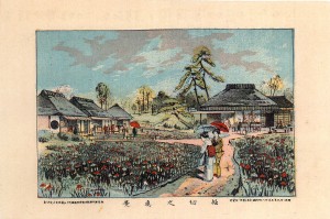 明治期の「東京名所絵」のひとつとして多く描かれた「堀切菖蒲園」。現在も、この時期は行楽客でにぎわいます。といっても、この絵に見るような、粋な茶屋は望むべくもありません。