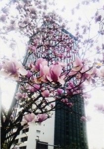 ビルの前にモクレンが咲き誇っています。高層ビルの量感に紫モクレンは負けていない。