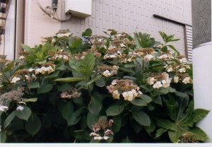 梅雨どきは「我こそ季節の花」と咲き誇っていたアジサイも、この猛暑でたちまち干上がって枯れてしまった。夏本番の到来。
