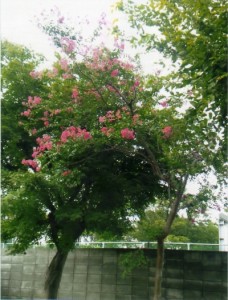 公園の隅にサルスベリが咲いていた。サルスベリは「百日紅」とも表記し、花期も長い。幹がツルツルと美しく、そこからサルスベリの名がついたか。