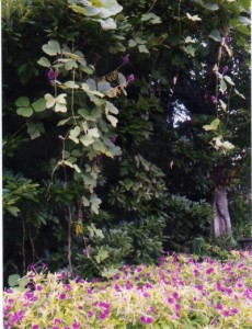 オシロイバナの上に垂れ下がるクズの花に紫赤の花が。葉の繁るのを見ることは多いが花は初めて見た。「葛咲くやいたるところに切り通」（下村槐太）
