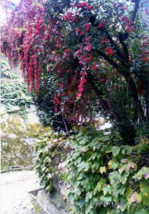 おびただしい数の赤い実をつける通称・ピラカンサ。この木はバラ科トキワサンザシ属の総称という。庭木や公園の植栽によく用いられる。