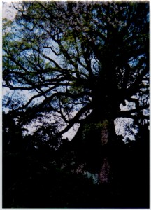 福岡県の香春町。かつてあった光願寺の庭にいにしえの記憶を抱え込んだ大楠の木が頑張っていた。